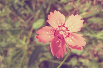 Retro Flower HD Wallpaper, HD Desktop Wallpapers