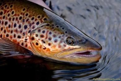 Screen Savers And Backgrounds   Fly Fishing Portraits