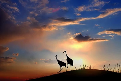 Good Luck And Longevity Of Red crowned Crane HD Photography ...