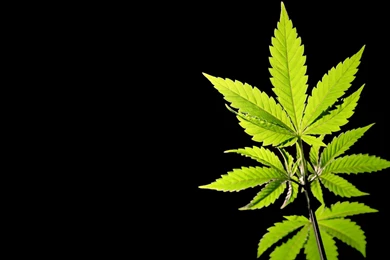 Weed Plant Wallpapers Desktop