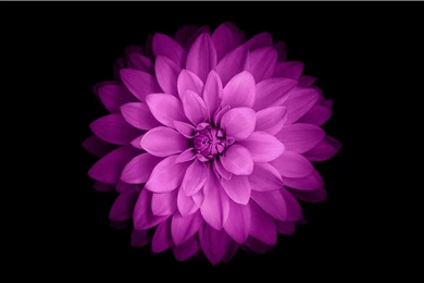 Iphone 6 Wallpapers Flower 2014 HD