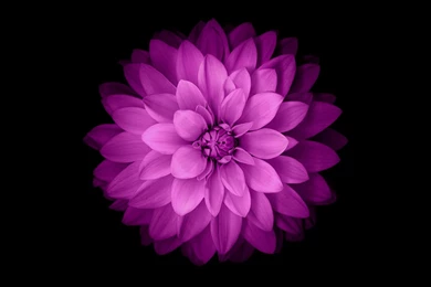 Purple Flower Wallpapers Iphone 6