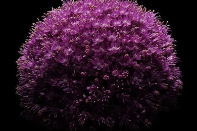 Full 15 Wallpapers iPhone 6 And iPhone 6 Plus