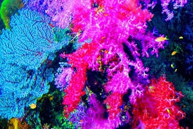 Flower Wallpapers For Iphone 6 Plus