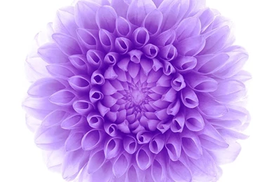 Iphone 6 Wallpapers Purple Flower Desktop