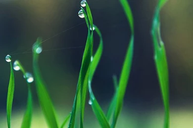 Green Fresh Desktop iPhone 6 Wallpapers