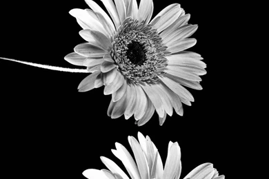 IPHONE 6 WALLPAPER WF1115