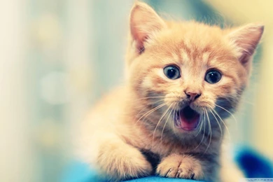 Best Desktop Wallpapers 9