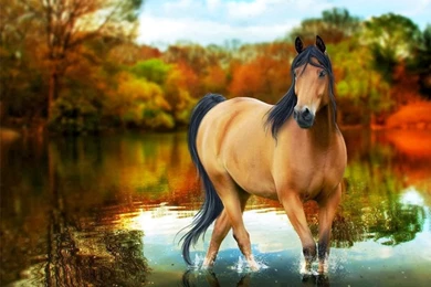Horse Free In High Resolution For Free Get Hd Wallpapers Desktop ...