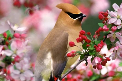 Cute And Sweet Wallpapers