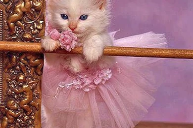 Cats: Share Tutu Cat Sweet Cute Desktop Wallpapers For HD 16:9 ...