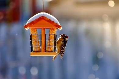 Winter Nature Wallpapers Hd   Tag