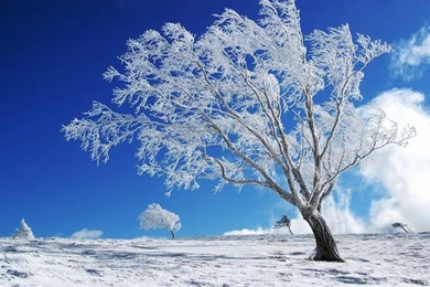 Amazing Winter Photos For Wallpapers Computer Wallpapers