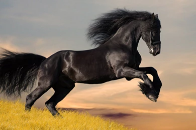 Amazing Widescreen Animal Wallpapers Wallpapers   HD Wallpapers 88280