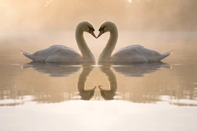 Animal, Wallpapers, Amazing, Widescreen, Papers (