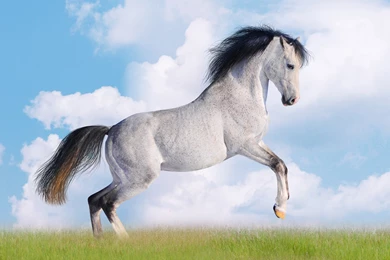 Amazing Hd Animal Wallpapers