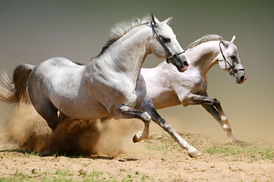 Amazing Widescreen Animal Wallpapers Wallpapers   HD Wallpapers 88277