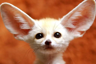 Wallpapers Wild Animal Amazing Life Of Travelization 1280x1024 ...