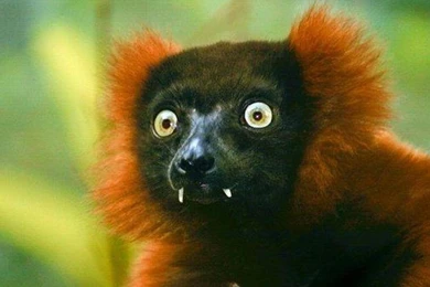 AMAZING ANIMAL WALLPAPER   (