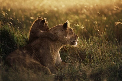 30+ Amazing HD Lion Wallpapers