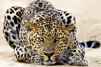 Amazing Leopard Animal World Series Wallpapers   1920x1080 ...
