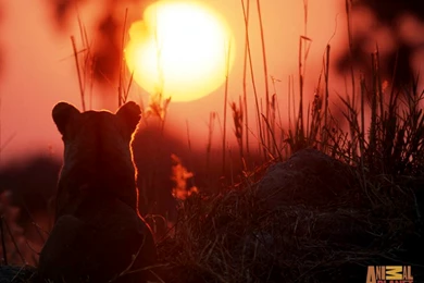 Amazing Lion Wallpapers The Animal Kingdom