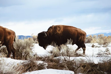 American Bison Wallpapers