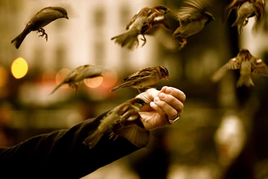 Cute Animal Wallpapers, Puffy, Pet Images, Best Friends, High ...