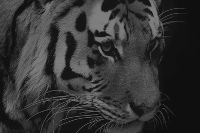 Tiger Dark Animal Love Nature Iphone 6 Wallpapers Free
