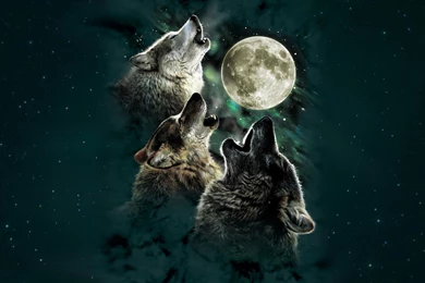 3 Wolf Moon Animal Wallpapers HD