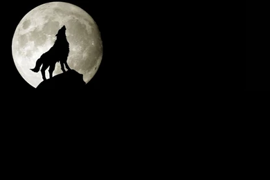 Howling Wolf Wallpapers   Wallpapers Cave
