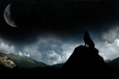 Black Wolf Wallpapers HD