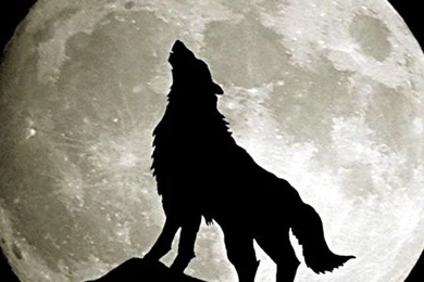 Howling Wolf iPhone Wallpapers Tjn