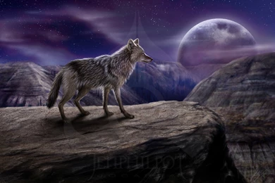 Other: Wolf Moon Nature Landscapes Wallpapers Wide For HD 16:9 High ...