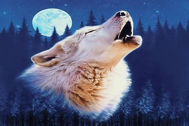 Wolf Moon Wallpapers   (
