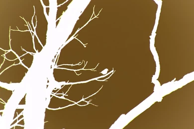 Brown Bird Wallpapers By LawnyJ On DeviantArt