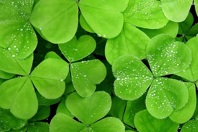 Green Theme Wallpapers 14, HD Wallpapers Downloads