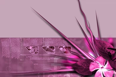 Wallpapers Antique Flower Pus Photos Pink Theme 1024x768