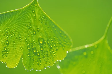 Green Wallpapers HD, Green Backgrounds, Green Pictures And Images ...