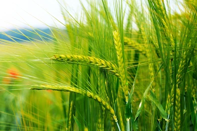 Spring Theme Wallpapers Photos Of Feel Spring Atmosphere All Time ...