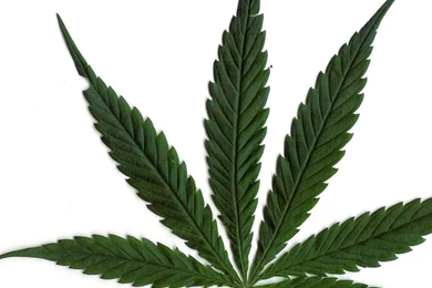 Cool Pot Leafs   Danasrga.top