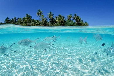 Hawaii Wallpapers Hd Free Download