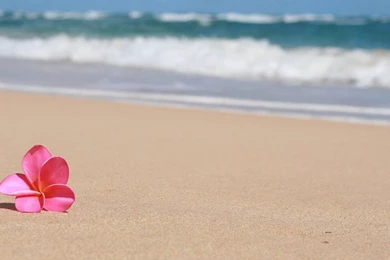 Sandy Beach Hawaii Wallpapers » WallDevil   Best Free HD Desktop ...