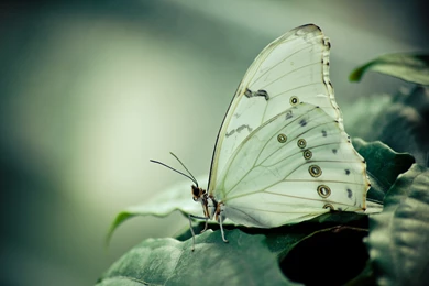 Butterfly HD Wallpapers And Backgrounds