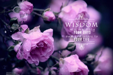 Purple Heart: Free Wallpapers