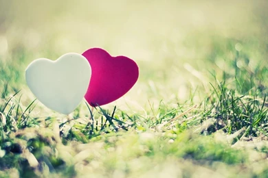 White And Purple Hearts, Grass, Photography, 1920x1080 HD ...