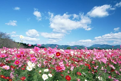 Feeling The Nature   Outdoor Relaxation Wallpapers 1680x1050 NO.25 ...