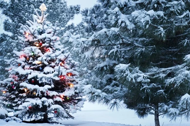 Beautiful Outdoor Christmas Tree HD Desktop Wallpapers : Widescreen ...