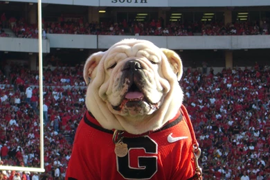 Show Your Bulldog   Page 2   The Hull Truth   Boating And Fishing ...