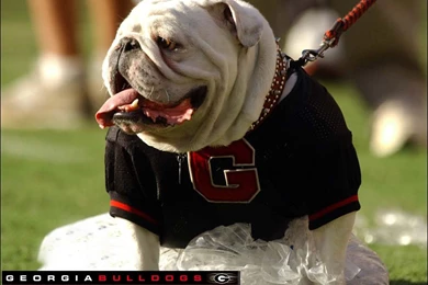Georgia Bulldog Wallpapers Pictures 4 Desktop Wallpapers ...